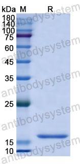 Recombinant Human RNASE12 Protein, N-His