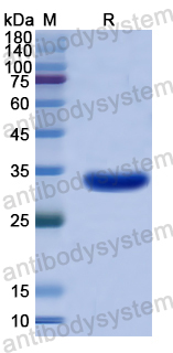 Recombinant Human FIGN Protein, N-His