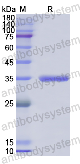 Recombinant Human PLAC9 Protein, N-GST