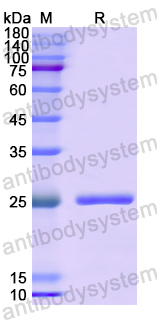 Recombinant Human TOR2A Protein, N-His