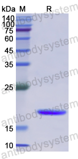 Recombinant Human C1QTNF12 Protein, N-His