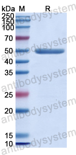 Recombinant Human RNLS Protein, N-His-SUMO