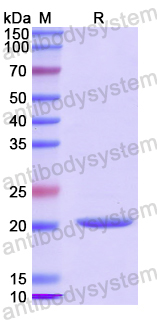 Recombinant Human CD276 Protein, N-His