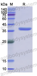 Recombinant Human CREB3L3 Protein, N-His