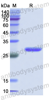 Recombinant Human NCR3LG1 Protein, N-His