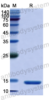 Recombinant Human HBM Protein, N-His