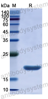 Recombinant Human NXN Protein, N-His