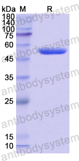 Recombinant Human CTRB2 Protein, N-GST