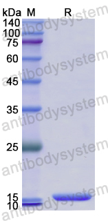 Recombinant Human GDF6 Protein, N-His