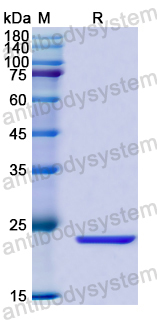 Recombinant Human LETMD1 Protein, N-His