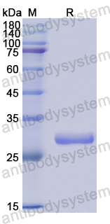Recombinant Human VWA1 Protein, N-His