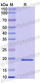 Recombinant Human CPLX2 Protein, N-His-SUMO
