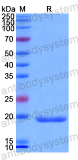 Recombinant Human POTEG Protein, N-His
