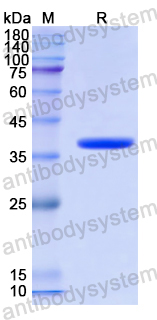 Recombinant Human CRTC3 Protein, N-GST