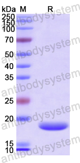 Recombinant Human REG3G Protein, N-His