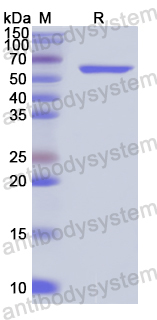 Recombinant Human OLFM4 Protein, N-GST & C-His