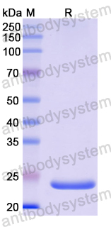 Recombinant Human MUC6 Protein, N-His