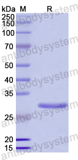 Recombinant Human PIK3AP1 Protein, N-His