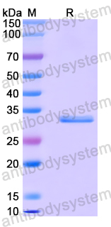 Recombinant Human IKBIP Protein, N-GST & C-His