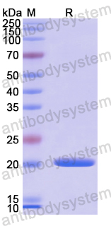Recombinant Human ADAMTS13 Protein, N-His