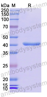 Recombinant Human H2AW Protein, N-GST