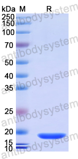 Recombinant Human PTF1A Protein, N-His