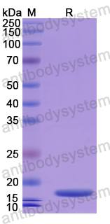 Recombinant Human DYM Protein, N-His