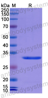 Recombinant Human MYH14 Protein, N-His