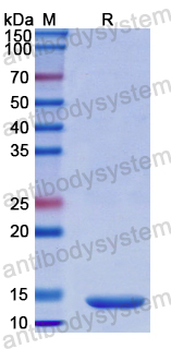 Recombinant Human TAFA3 Protein, N-His