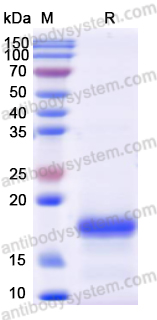 Recombinant Human BMP8A Protein, N-His