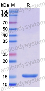 Recombinant Human PBRM1 Protein, N-His