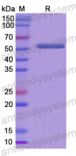 Recombinant Human CUZD1 Protein, N-GST