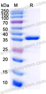 Recombinant Human CD163 Protein, N-GST & C-His