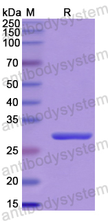 Recombinant Human LSR Protein, N-His