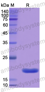 Recombinant Human HRNR Protein, N-His
