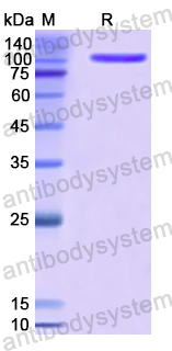 Recombinant Human KLB/Beta-klotho Protein, N-His