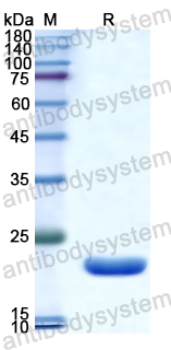 Recombinant Human CD301/CLEC10A Protein, N-His