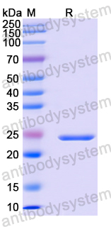 Recombinant Human SLC30A8 Protein, C-His