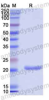 Recombinant Human CD302 Protein, N-His