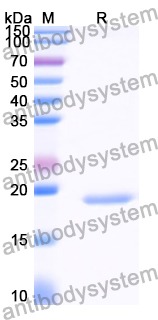 Recombinant Human CD302 Protein, N-His