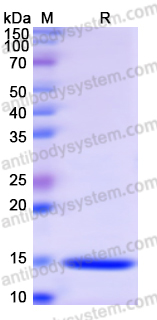 Recombinant Human SCUBE3 Protein, N-His