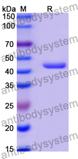 Recombinant Human CD85h/LILRA2 Protein, N-His