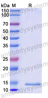 Recombinant Human AGGF1 Protein, N-His