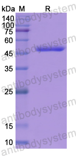 Recombinant Human SYNPO Protein, N-GST