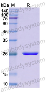 Recombinant Human CD85d/LILRB2 Protein, N-His