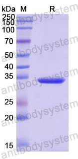 Recombinant Human DEFB119 Protein, N-GST