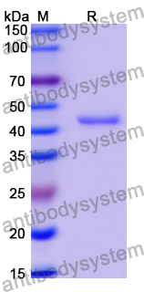 Recombinant Human CD85e/LILRA3 Protein, N-His