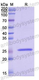 Recombinant Human IL22RA1 Protein, N-His