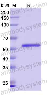 Recombinant Human FSIP1 Protein, N-GST