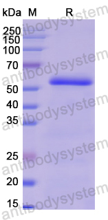 Recombinant Human ACVR1C Protein, N-His